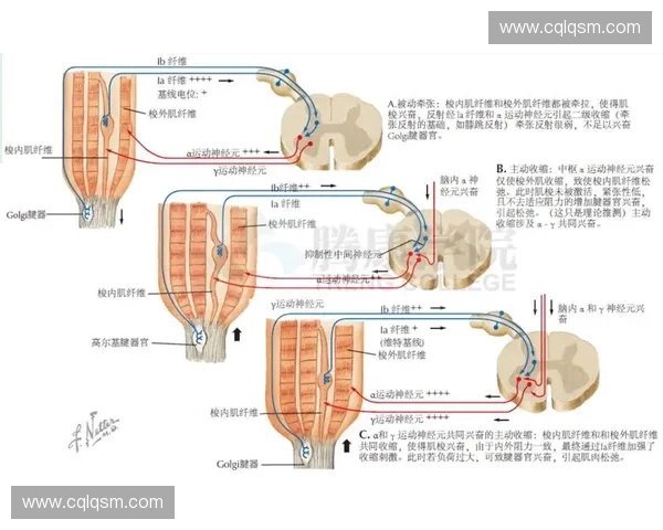 以肌肉协调为核心探讨运动表现提升及训练方法的创新路径